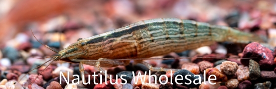 Picture of SHRIMP: BAMBOO