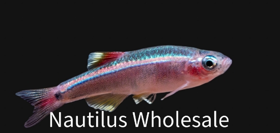 Picture of DANIO: WHITE CLOUD