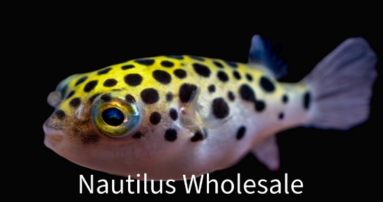 Picture of PUFFER: SPOTTED