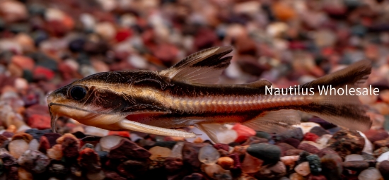 Picture of CAT: RAPHAEL STRIPED 