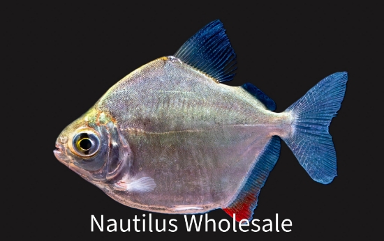 Picture of TETRA: SILVER $ MD