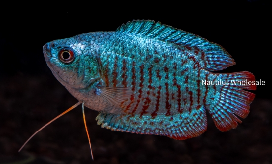 Picture of GOURAMI: NEON RED & BLUE MALE