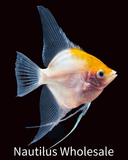 Picture of ANGEL: PHANTOM LG 