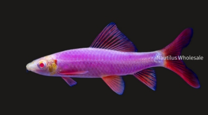 Nautilus Wholesale. GLOFISH®