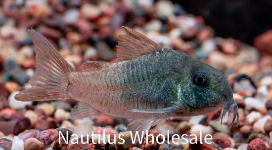 Picture of CORY: CONCOLOR