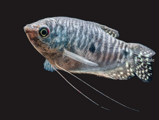 Picture of GOURAMI: BLUE REG