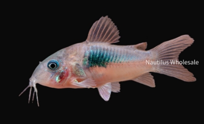 Nautilus Wholesale. CORY CATS