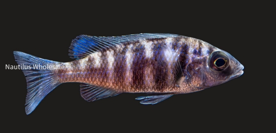 Picture of AFRICAN: HAP P. PHENOCHILUS REG