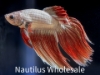 Picture of BETTA: DRAGON SCALE MALE  *ON SPECIAL*