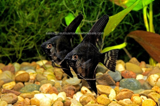 Picture of ANGEL: BLACK SELECT *ON SPECIAL*