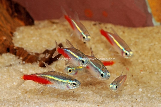 Picture of TETRA: NEON JUMBO FL *20 COUNT FREE FISH*