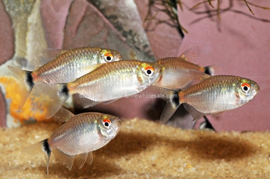 Picture of TETRA: RED EYE *38 COUNT FREE FISH*