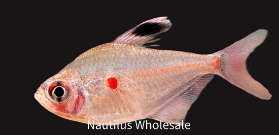 Picture of TETRA: BLEEDING HEART MD *ON SPECIAL*