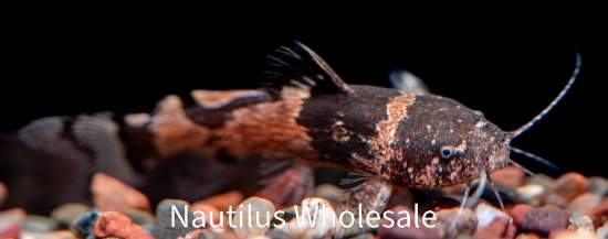 Picture of CAT: BUMBLEBEE *20 COUNT FREE FISH*