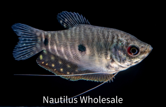 Picture of GOURAMI: LAVENDER *25 COUNT FREE FISH*