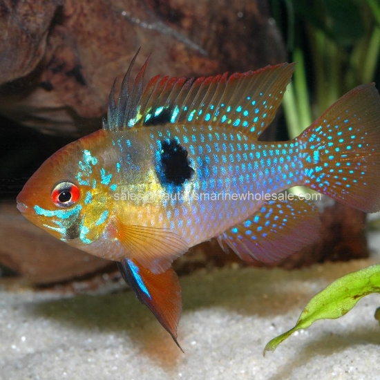 Picture of CICHLID: RAM BLUE GERMAN (FL) *8 COUNT FREE FISH*