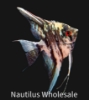 Picture of ANGEL: FANCY MIX MD *8 COUNT FREE FISH*
