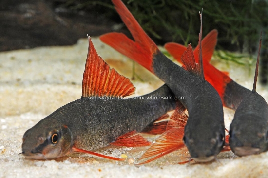 Picture of SHARK: RAINBOW 1.5" *19 COUNT FREE FISH*
