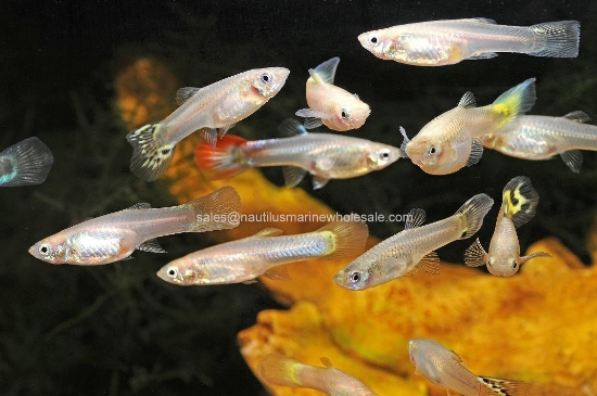 Picture of GUPPY: FANCY MIX FEMALE *25 COUNT FREE FISH*