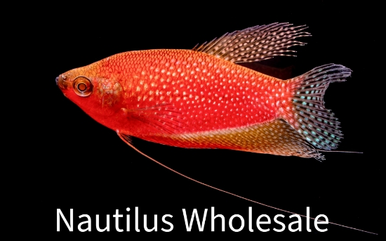 Picture of GLOFISH® GOURAMI STARFIRE RED® PEARL