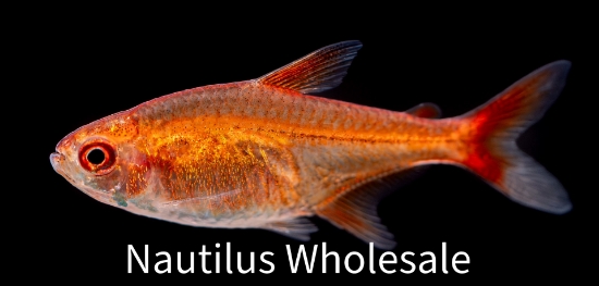 Picture of TETRA: EMBER *18 COUNT FREE FISH*