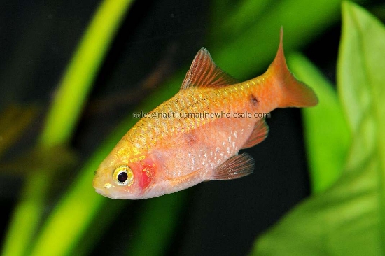 Picture of BARB: RED GLASS *16 COUNT FREE FISH*