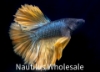 Picture of BETTA: MUSTARD GAS HALFMOON MALE *3 COUNT FREE FISH*