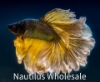 Picture of BETTA: MUSTARD GAS HALFMOON MALE *3 COUNT FREE FISH*