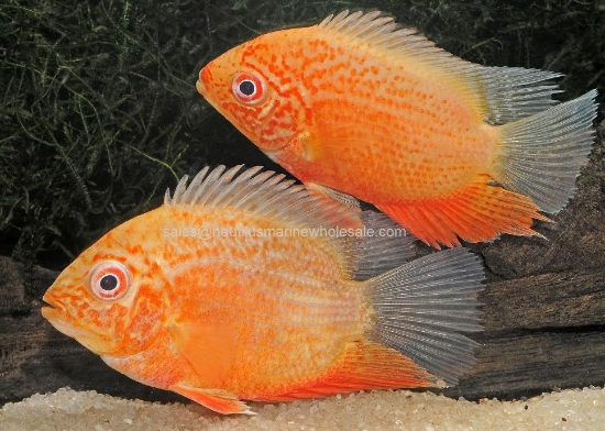Picture of CICHLID: SEVERUM RED SPOT GOLD SELECT (FL) *2 COUNT FREE FISH*