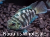 Picture of CICHLID: PARROT BLUE TIGER SM *25 COUNT FREE FISH*