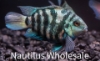 Picture of CICHLID: PARROT BLUE TIGER SM *25 COUNT FREE FISH*
