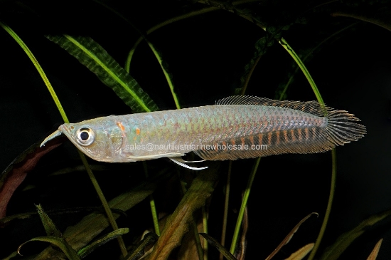 Picture of MISC: AROWANA SILVER 4" *1 COUNT FREE FISH* (NO OK, MS)
