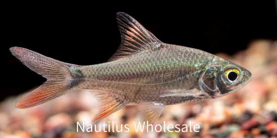 Picture of BARB: REDTAIL TINFOIL 1.5" *12 COUNT FREE FISH*