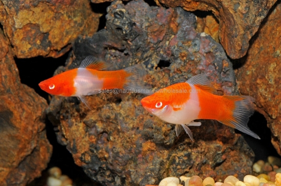 Picture of SWORD: KOHAKU (RED & WHITE KOI) *8 COUNT FREE FISH*