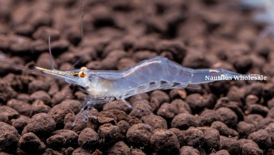 Picture of SHRIMP: PINOCCHIO