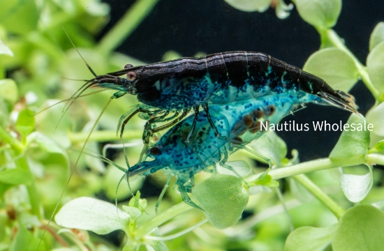 Picture of SHRIMP: BLUE DIAMOND