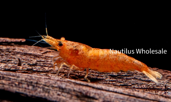 Picture of SHRIMP: PUMPKIN