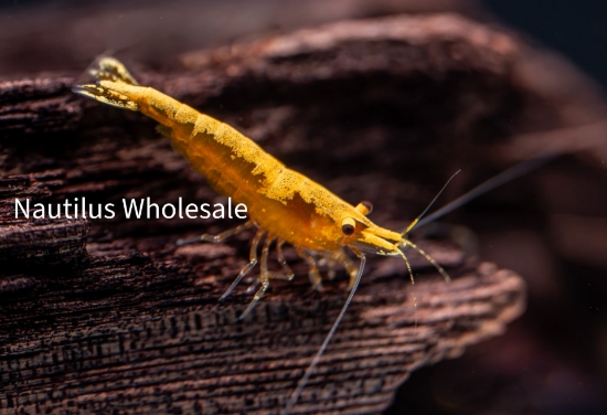 Picture of SHRIMP: GOLD STRIPE YELLOW