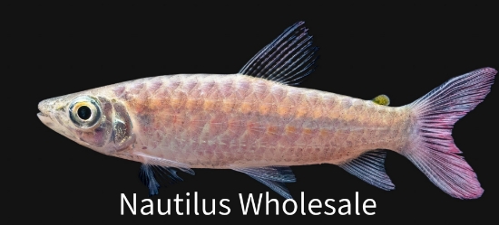 Picture of MISC: PINKTAIL CHALCEUS *ON SPECIAL*