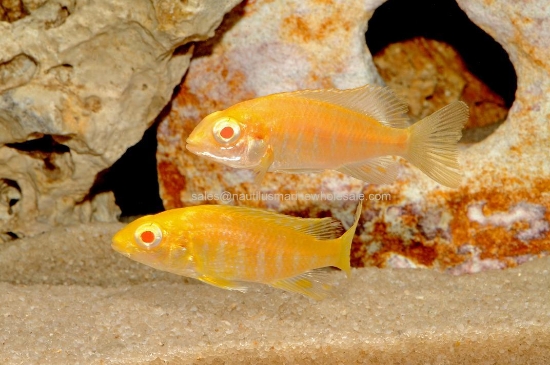 Picture of AFRICAN: PEACOCK STRAWBERRY *6 COUNT FREE FISH*