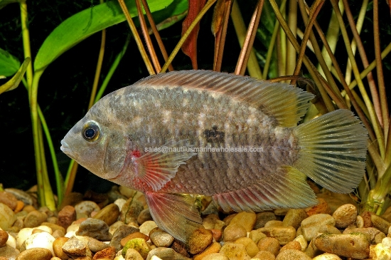 Picture of CICHLID: CHANCHITO RED BREASTED