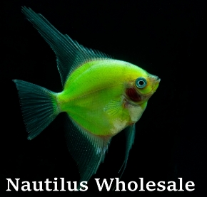 Picture for category GLOFISH®