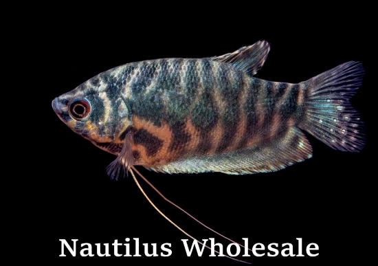 Picture of GOURAMI: OPALINE