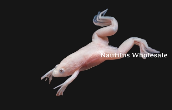 Picture of AMPHIB: FROG CLAWED ALBINO (NO AZ,CA,HI,KY,NV,NJ,NC,OR,VA,WA)
