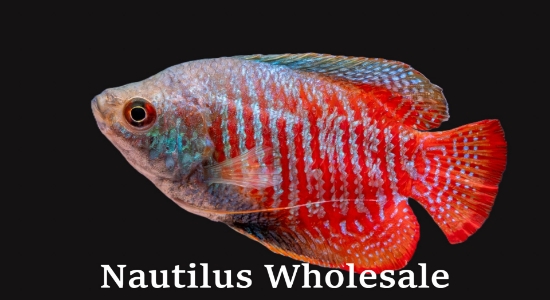 Picture of GOURAMI: DWARF ALL MALE