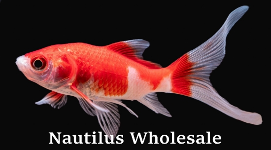 Picture of GOLDFISH: SARASSA COMET 2.5"