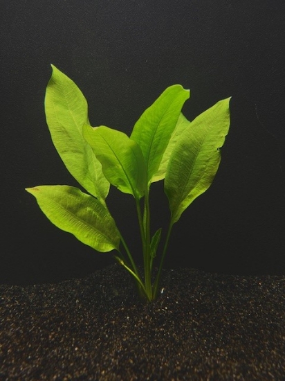 Picture of SWORD: AMAZON BROADLEAF MEDIUM