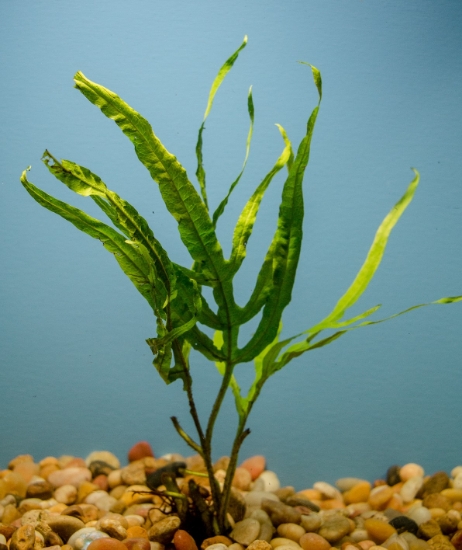 Picture of FERN: JAVA FERN TRIDENT LG 