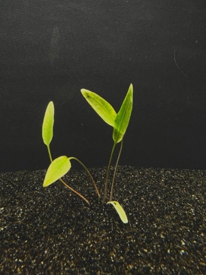 Picture of LUTEA SM 