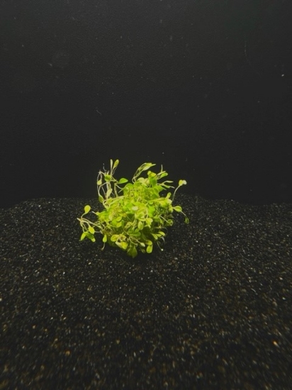 Picture of PLANT IN A CUP: GLOSSOSTIGMA-4oz 
